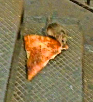 Rat With Pizza 1-16