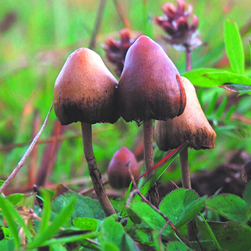 Mushrooms In Boomtown: How Commercial Psilocybin Could Boost Denver’s Economy