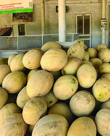 The Rocky Ford Melon Crop Is One Of The Sweetest In Years