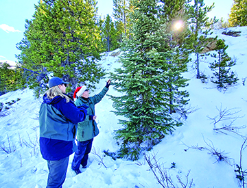 Where And How To Cut Down Your Own Christmas Tree In Colorado
