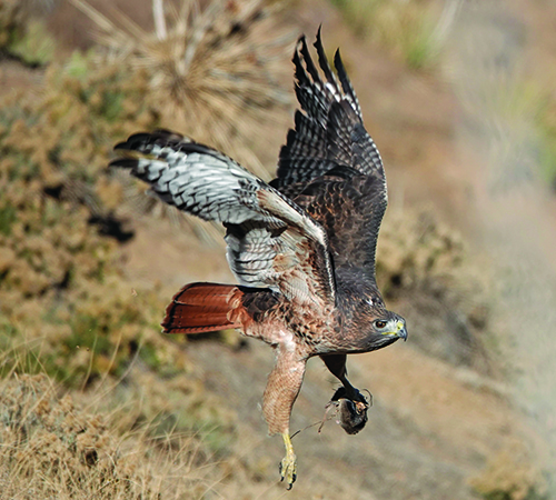 Birding In Colorado: A Fun Winter Activity